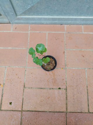 Pianta Albero di Giuda Cercis Siliquastrum H20cm