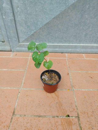 Pianta Albero di Giuda Cercis Siliquastrum H20cm