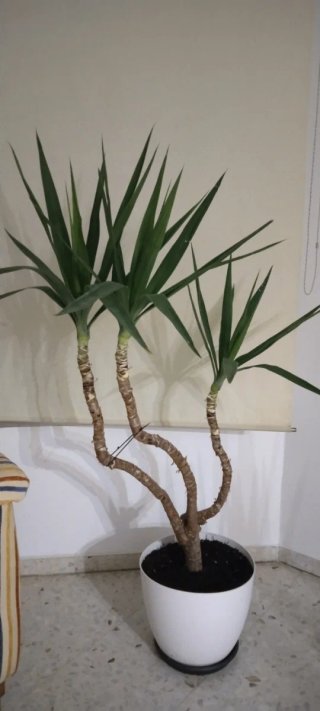Planta de interior decorativa