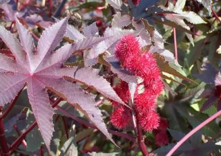 10 Semi Ricinus Communis Pianta Ornamentale