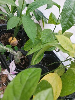 Passiflora fiore belle piante giovani