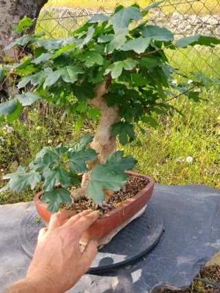 Bonsai Acer campestre