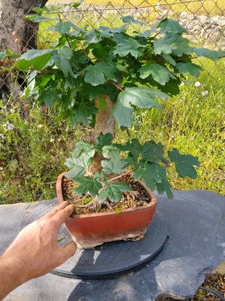 Bonsai Acer campestre