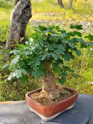 Bonsai Acer campestre