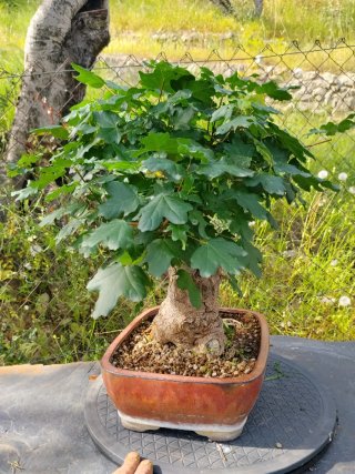 Bonsai Acer campestre