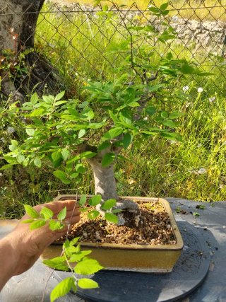 Bonsai Acer campestre