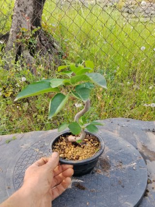Bonsai manzano
