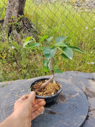 Bonsai manzano