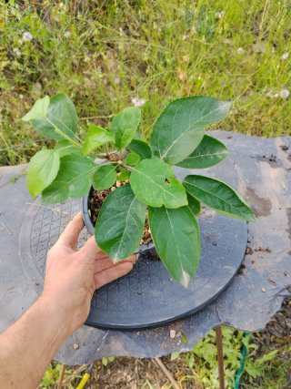 Bonsai manzano