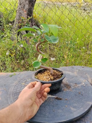 Bonsai manzano