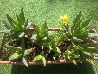 Planta Aloe Vera