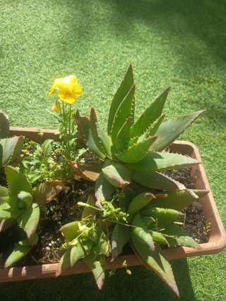 Planta Aloe Vera