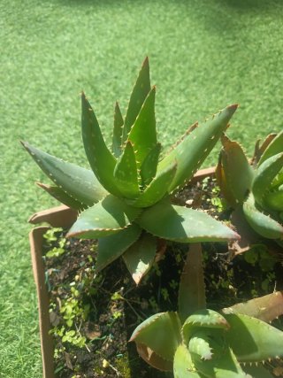 Planta Aloe Vera