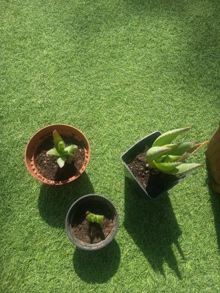 Planta Aloe Vera
