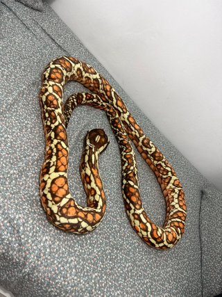 Peluche serpente arancione e beige