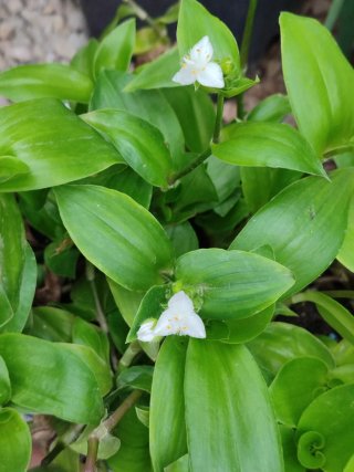 Tradescantia fluminensis planta