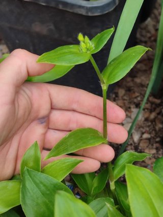 Tradescantia fluminensis planta