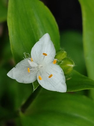 Tradescantia fluminensis planta