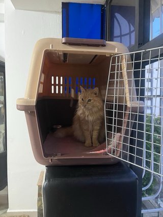 Transportín Petmate para mascotas