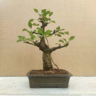 Bonsái Ficus retusa
