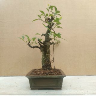 Bonsái Ficus retusa