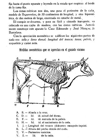 [CORUÑA AÑO 1920]. LA GANADERIA ESPAÑOLA.
