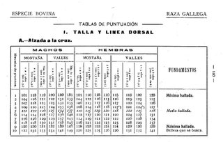 [CORUÑA AÑO 1920]. LA GANADERIA ESPAÑOLA.