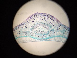 Microscopio Lomo Biolam con 3 objetivos Leitz