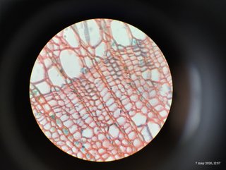 Microscopio Lomo Biolam con 3 objetivos Leitz