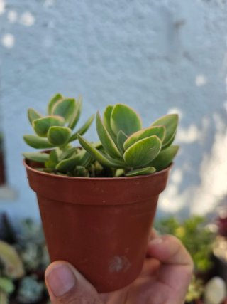 Crassula ovata