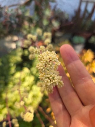 Crassula ovata