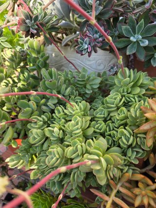 Crassula ovata