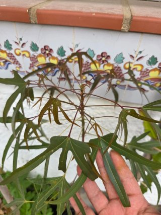 Planta Brachychiton