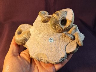 Ammonites,Cadoceras,Pseudocadoceras,Keplerites