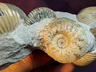 Ammonites,Cadoceras,Pseudocadoceras,Keplerites