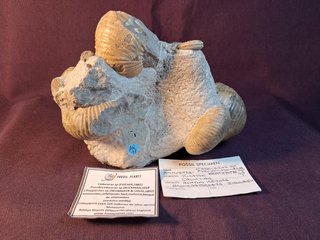Ammonites,Cadoceras,Pseudocadoceras,Keplerites