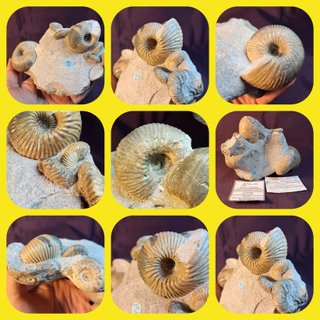 Ammonites,Cadoceras,Pseudocadoceras,Keplerites