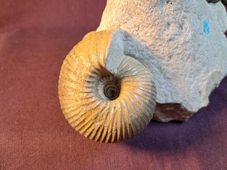 Ammonites,Cadoceras,Pseudocadoceras,Keplerites