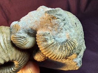 Ammonites,Cadoceras,Pseudocadoceras,Keplerites