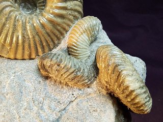 Ammonites,Cadoceras,Pseudocadoceras,Keplerites