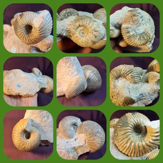 Ammonites,Cadoceras,Pseudocadoceras,Keplerites