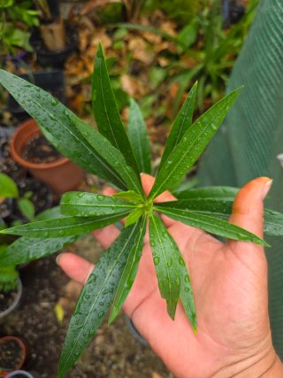 Planta Adelfa