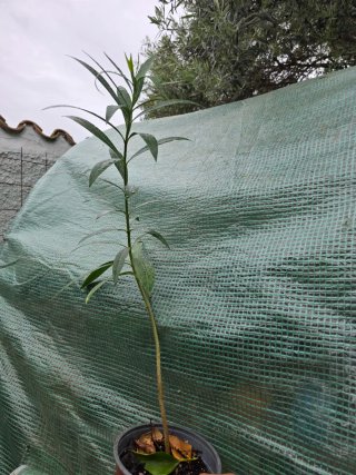 Planta Adelfa