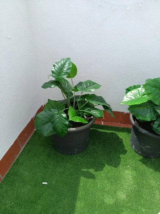 2 Piante Artificiali con Vasi Neri