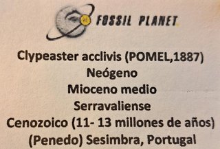 Fósil Clypeaster acclivis,Sesimbra,Portugal