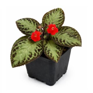 Episcia reptans planta con flores rojas