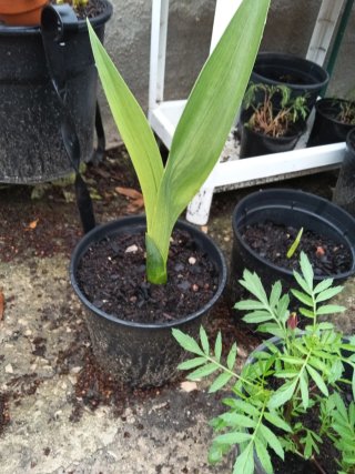 Lote plantas varias