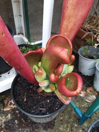 Lote plantas varias