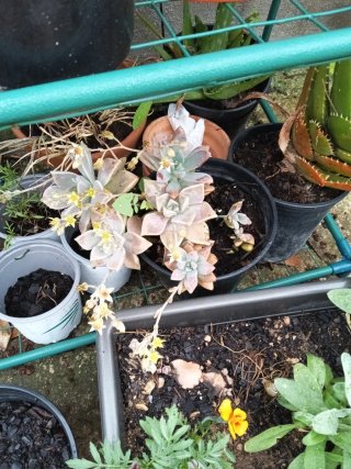 Lote plantas varias