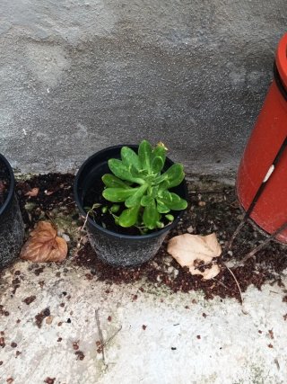 Lote plantas varias